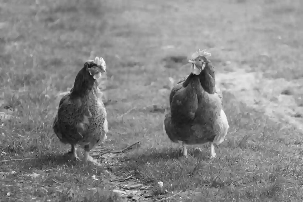 Two chickens in grass, black and white photo.